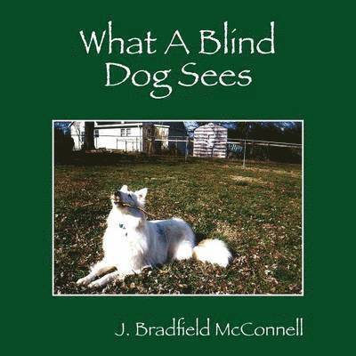 What A Blind Dog Sees 1