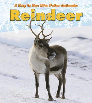 bokomslag Reindeer