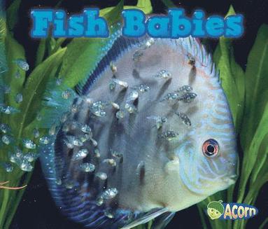 bokomslag Fish Babies