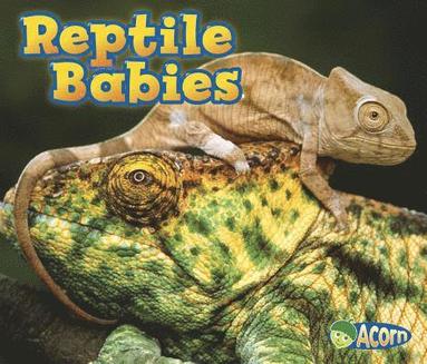 bokomslag Reptile Babies