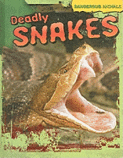 bokomslag Deadly Snakes