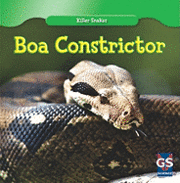 Boa Constrictor 1