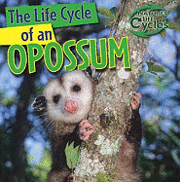 bokomslag The Life Cycle of an Opossum