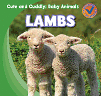 Katie Kawa - Lambs, Inbunden