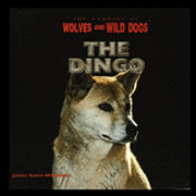 The Dingo 1