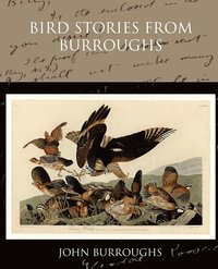 bokomslag Bird Stories from Burroughs