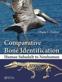 bokomslag Comparative Bone Identification