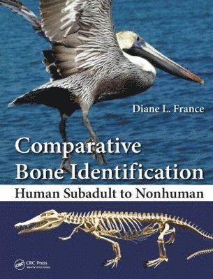 Comparative Bone Identification 1