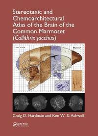 bokomslag Stereotaxic and Chemoarchitectural Atlas of the Brain of the Common Marmoset (Callithrix jacchus)