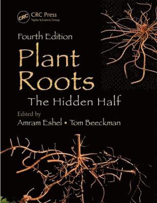 Plant Roots 1