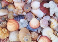 bokomslag All the Shells 1000-Piece Jigsaw Puzzle