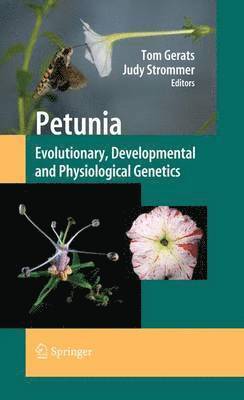 Petunia 1