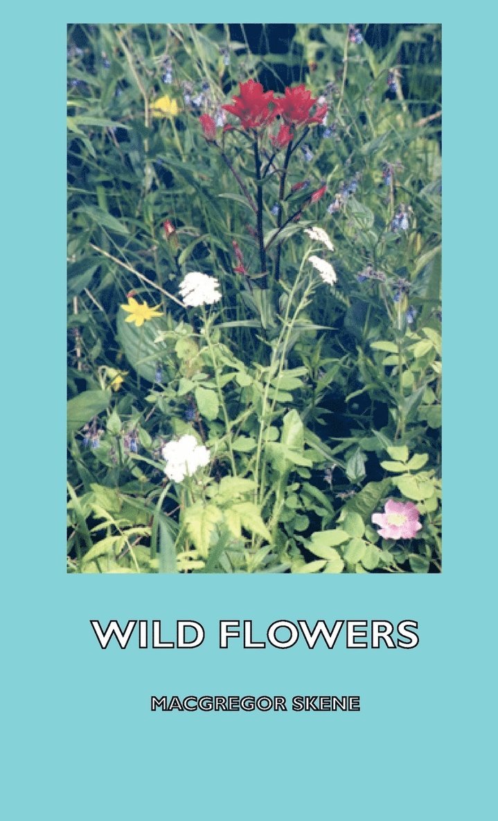 Wild Flowers 1