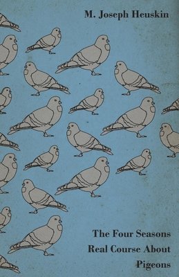 Four Seasons Real Course About Pigeons 1