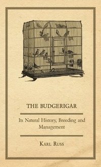 bokomslag The Budgerigar - Its Natural History, Breeding And Management