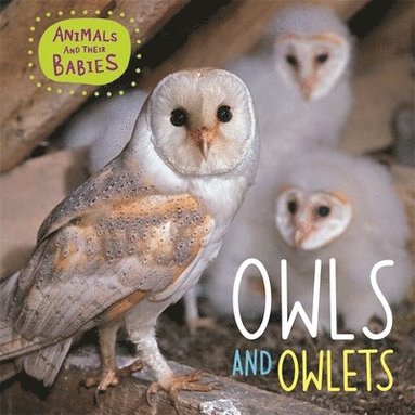 bokomslag Animals and their Babies: Owls & Owlets