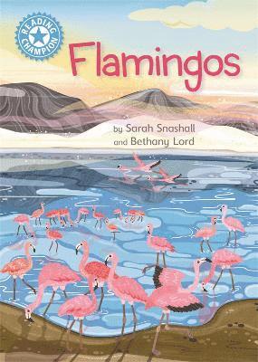 Reading Champion: Flamingos 1