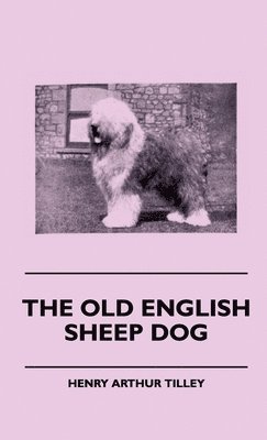 Old English Sheep Dog