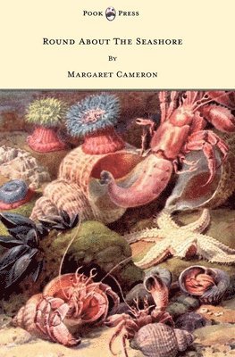 Round About The Seashore - With Eight Coloured Pictures