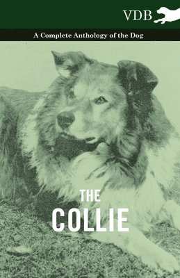 bokomslag Collie - A Complete Anthology of the Dog -