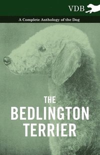 bokomslag The Bedlington Terrier - A Complete Anthology of the Dog -