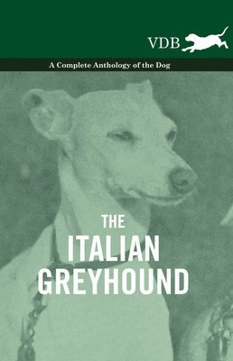 bokomslag Italian Greyhound - A Complete Anthology of the Dog