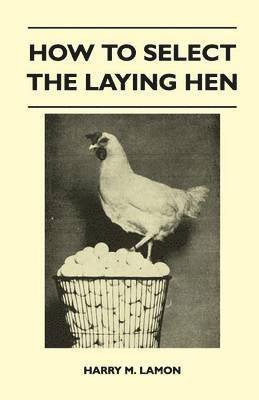 How To Select The Laying Hen 1