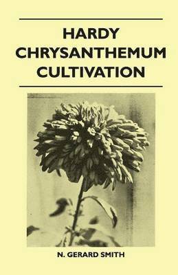 Hardy Chrysanthemum Cultivation 1