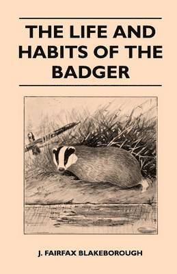 The Life and Habits of The Badger 1