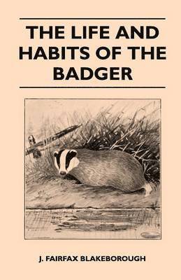 Life and Habits of The Badger