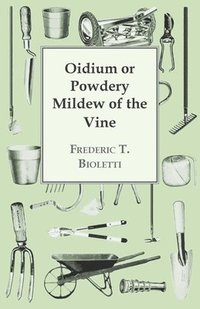 bokomslag Oidium or Powdery Mildew of the Vine