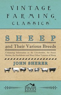 bokomslag Sheep and Their Various Breeds - Containing Information on the Lincolnshire, the Saxon Merino, the Southdown and Many Other Varieties of Sheep