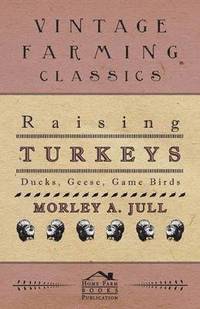 bokomslag Raising Turkeys - Ducks, Geese, Game Birds