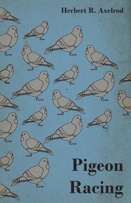 Pigeon Racing 1