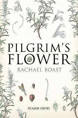 Pilgrim's Flower 1