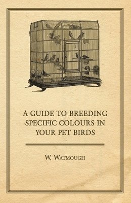 bokomslag A Guide to Breeding Specific Colours in Your Pet Birds