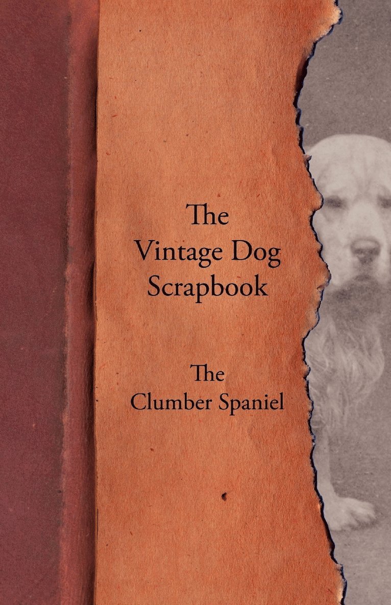 The Vintage Dog Scrapbook - The Clumber Spaniel 1