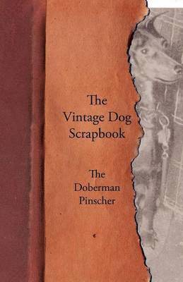 The Vintage Dog Scrapbook - The Doberman Pinscher 1