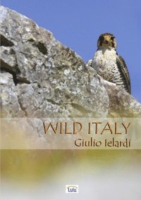 bokomslag Wild Italy