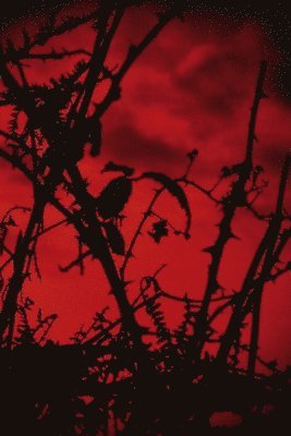 Jaap de Wreede, Jaap De Wreede - Horror Lobby!, Häftad