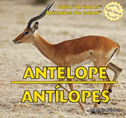 Maddie Gibbs - Antelope / Antílopes, Inbunden