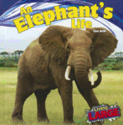 Sara Antill - An Elephant's Life, Inbunden
