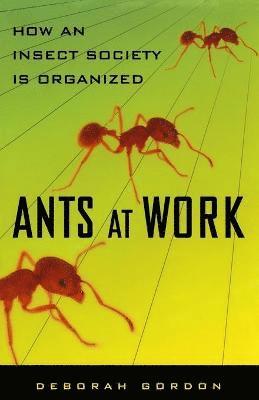 Deborah Gordon - Ants At Work, Häftad