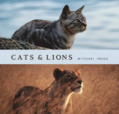 Cats and Lions 1