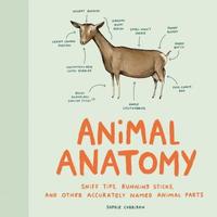 bokomslag Animal Anatomy