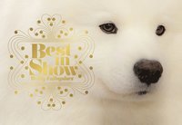 bokomslag Best in Show: (Dog Photography Book for Dog Lovers, Dog Show Photo Book)