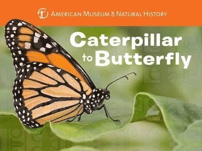 Caterpillar to Butterfly 1