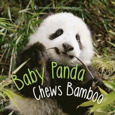 Baby Panda Chews Bamboo 1