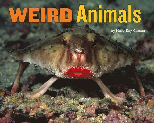 Weird Animals 1