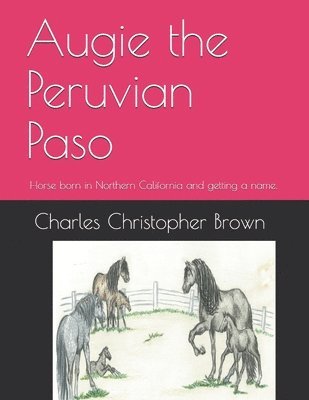 Augie the Peruvian Paso: Horse born in Northern California and getting a name. 1